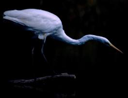 Nagy kócsag (Egretta alba), Fotó: Antli István